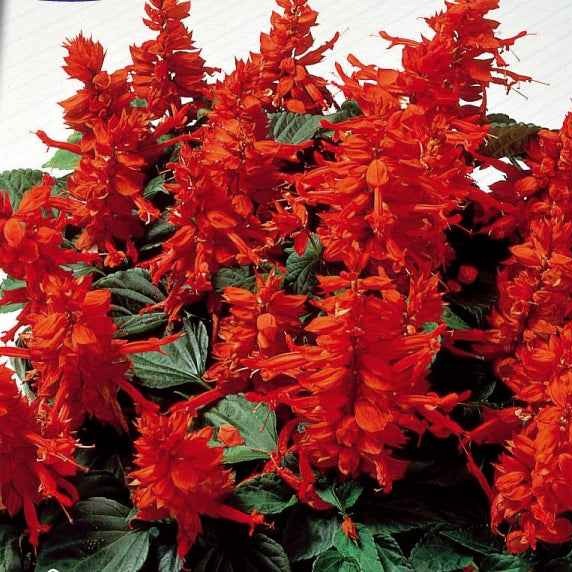 Salvia splendens - Pracht-Salbei ‘Feu de St. Jean’ - Salbei