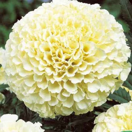 Studentenblume Eskimo F1 - Bakker
