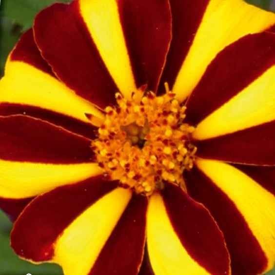 Studentenblume ‘Mr. Majestic’ - Bakker