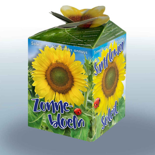 Sonnenblumen-Set - Bakker
