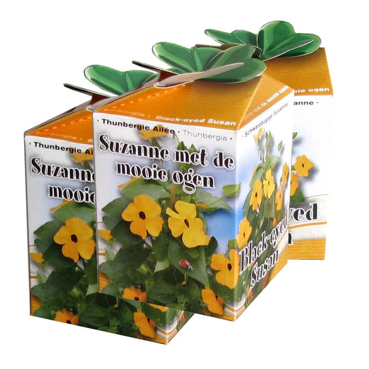 Schwarzäugige Susanne-Set - Bakker