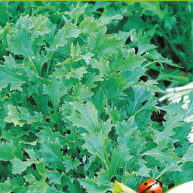 Rübchen-Sprossen 'Mesophylla' Bio - Brassica rapa - Bakker