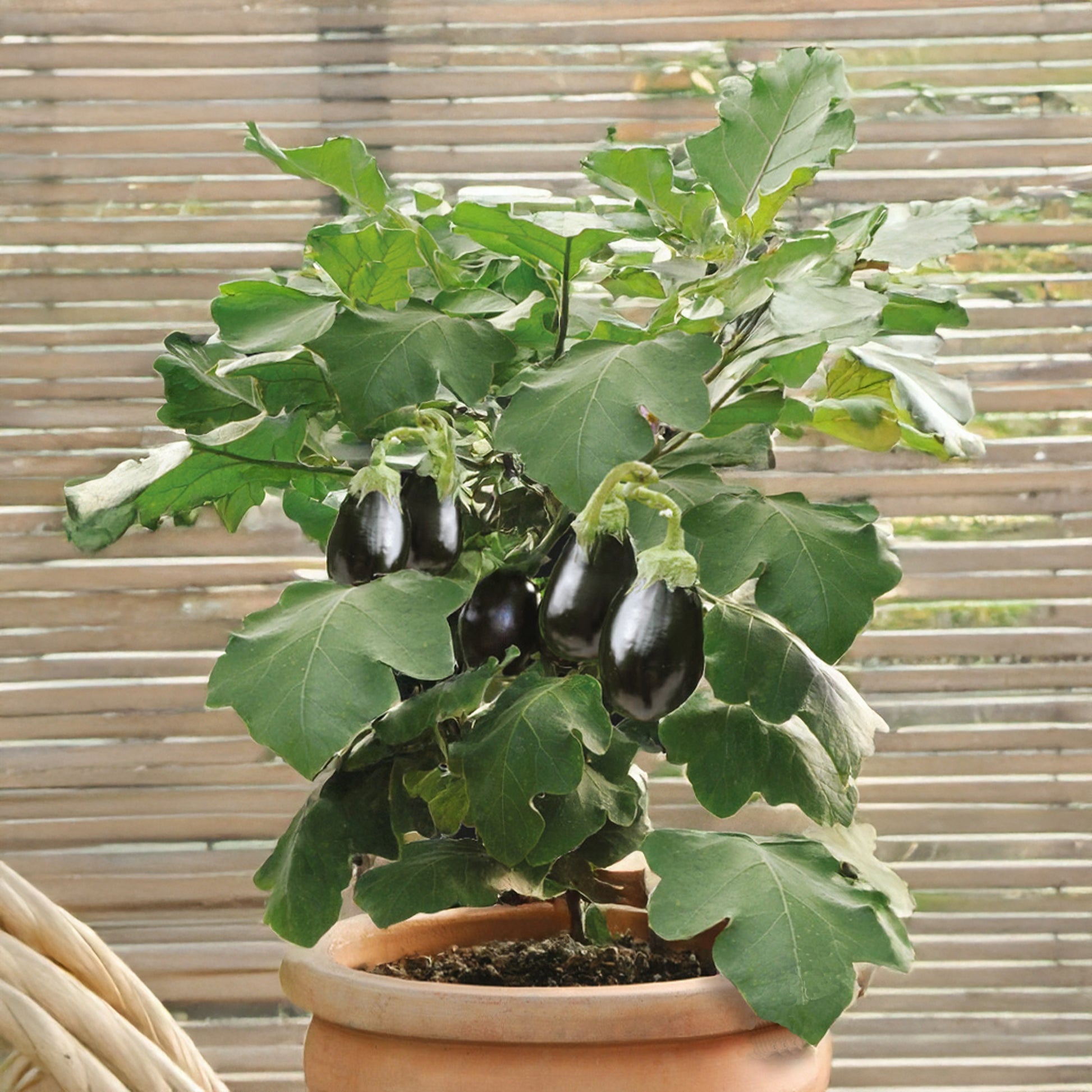 Topf-Aubergine 'Patio Baby' F1 - Bakker