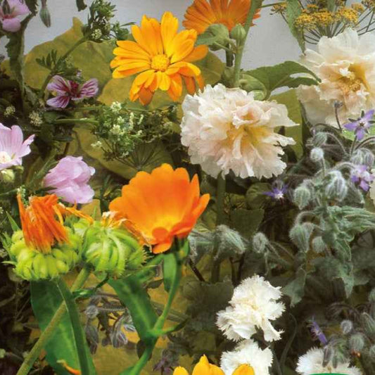 Essbare Blüten & Kräuter Mischung (2 m²) - Bakker