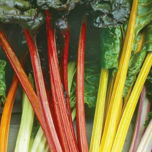 Beta vulgaris - Mangold Mischung bunt - Samen für Obst und Gemüse