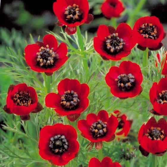 Samen für Blumenbeete und -ränder - Sommer-Adonisröschen ‘Deep Red’ - Adonis aestivalis