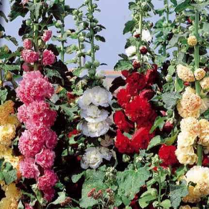 Stockrose Chater's Mix Mischung - Bakker