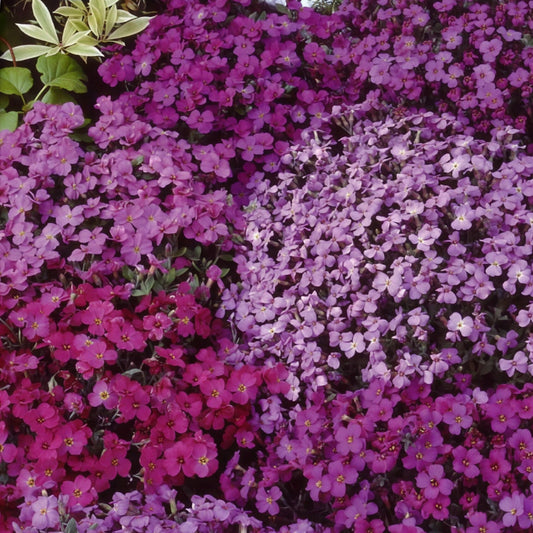 Aubrieta (Blaukissen) Stauden-Mischung 'Cascade' - Bakker
