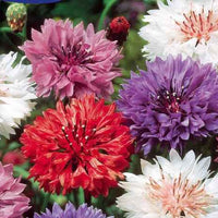 Kornblumen Mischung - Centaurea cyanus - Bakker