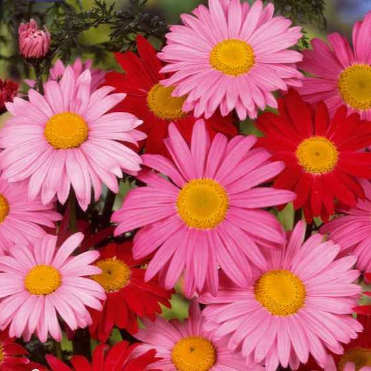 Stauden-Chrysantheme & Pyrethrum 'Robinson's Giants' Mischung - Bakker