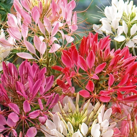 Spinnenblume 'Colour Fountain' Mischung - Cleome spinosa - Bakker
