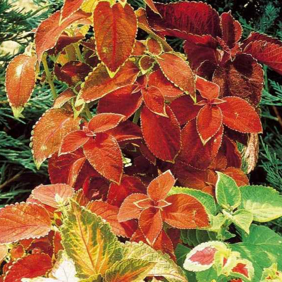 Buntnessel Hybriden Rainbow Mix - Bakker