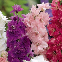 Sommer-Rittersporn ‘Hyacinth Flowered’ - Bakker