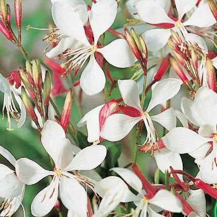 Prachtkerze The Bride - Gaura lindheimerii the bride - Bakker