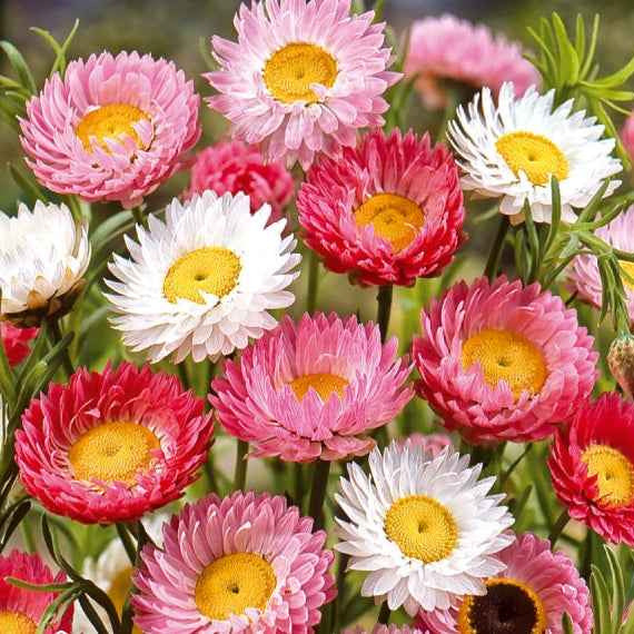 Helipterum roseum - Strohblumen Australien Mischung - Samen für Blumenbeete und -ränder