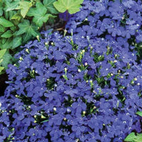 Männertreu ‘Emperor William’ - Lobelia erinus compacta - Bakker