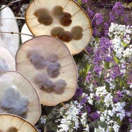 Samen für Blumenbeete und -ränder - Silberblatt Mischung (einjährig) - Lunaria biennis annua