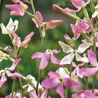 Matthiola longipetala bicornis - Levkojen Scentsation Mischung - Terrasse und Balkon