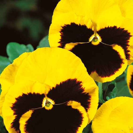 Schweizer Riesen Stiefmütterchen Rhinegold - Bakker