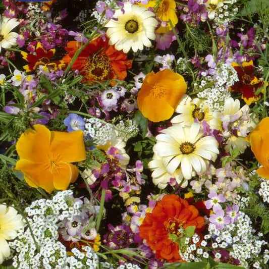 Halbhohe einjährige Sommerblumen Mischung für 6 m² - Bakker