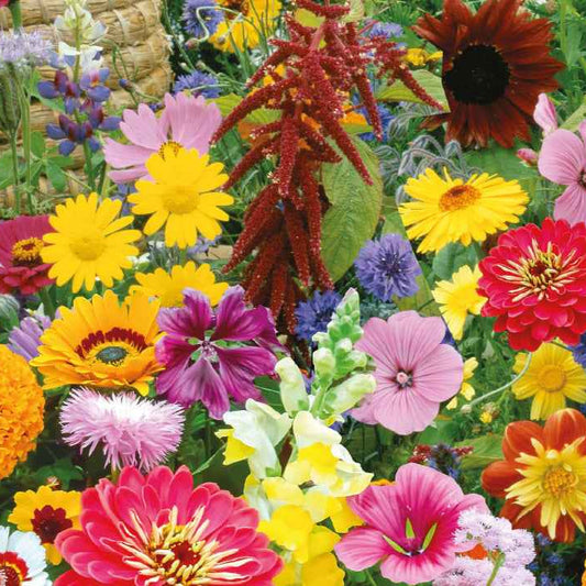 Bio-Blumenmischung für Bienen & Schmetterlinge (7 m²) - Bakker