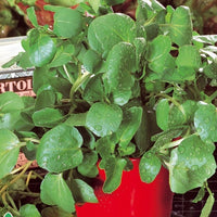 Nasturtium officinale - Brunnenkresse - Andere Gemüse-Saatgüter