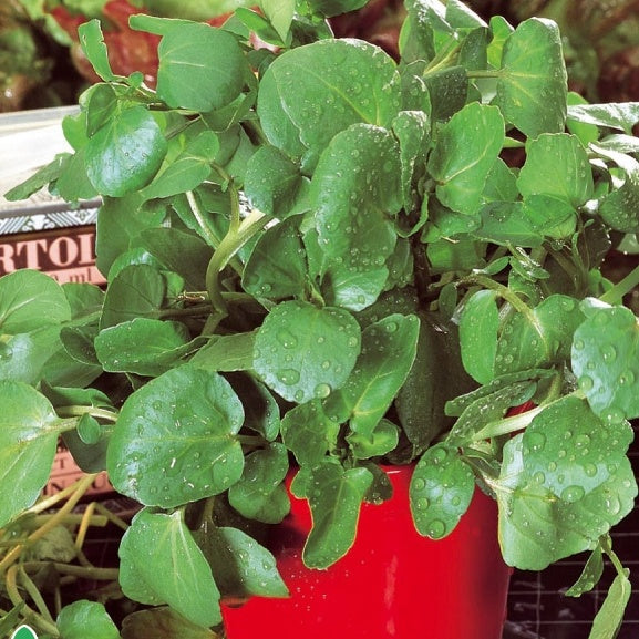 Nasturtium officinale - Brunnenkresse - Andere Gemüse-Saatgüter