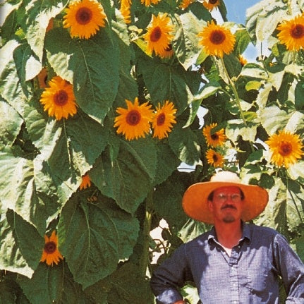 Sonnenblume 'Kong F1' - Helianthus annuus kong f1 - Bakker