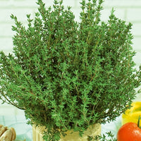 Sommer-Thymian - Thymus vulgaris - Bakker