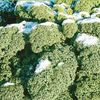 Grünkohl 'Westländer Winter' - Brassica oleracea westlandse winter - Bakker