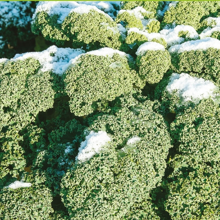 Grünkohl 'Westländer Winter' - Brassica oleracea westlandse winter - Bakker