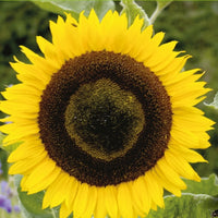 Helianthus annuus giganteus - Sonnenblume 'Giganteus' - Samen für einjährige Blumen