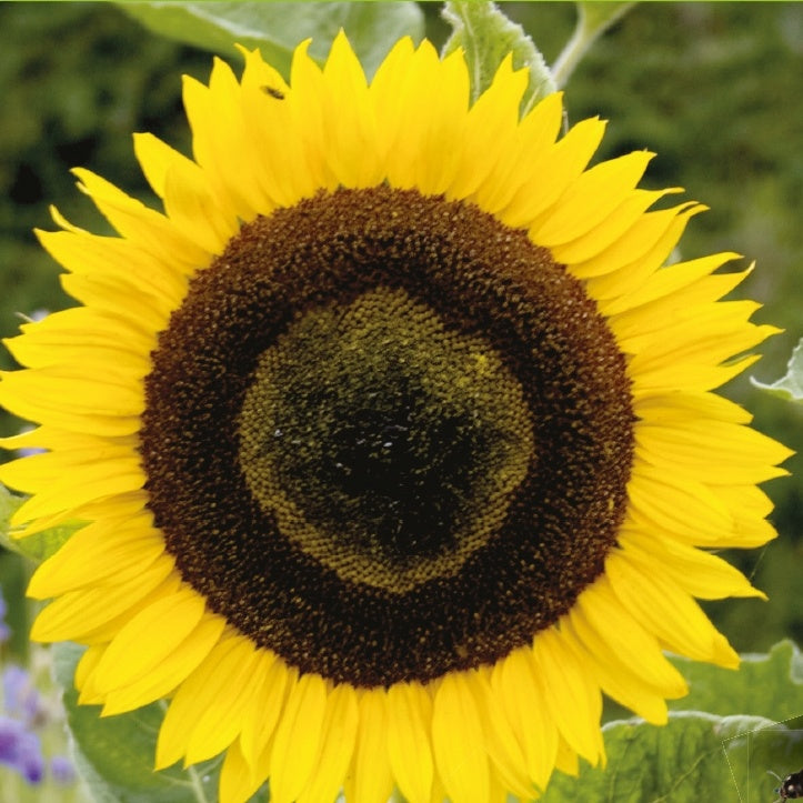 Helianthus annuus giganteus - Sonnenblume 'Giganteus' - Samen für einjährige Blumen