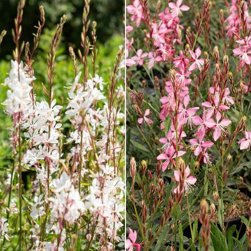Prachtkerzen weiß + rosa (x2) - Bakker