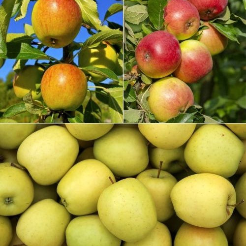 Apfelbaum-Kollektion (x3) - Bakker