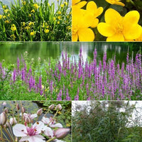 Heimische Teich- & Uferpflanzen Mischung (x5) - Bakker