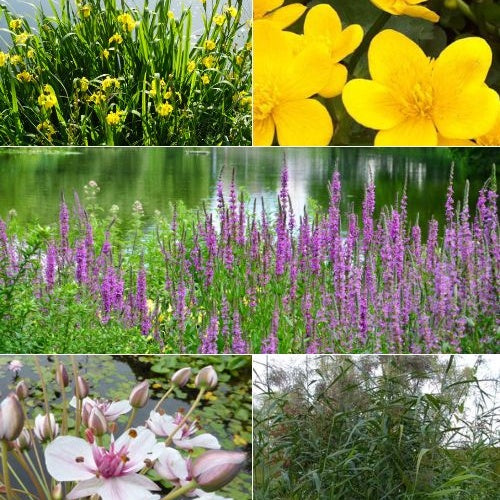 Heimische Teich- & Uferpflanzen Mischung (x5) - Bakker