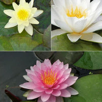 Seerose rosa-gelb-weiß (x3) - Nymphaea - Bakker