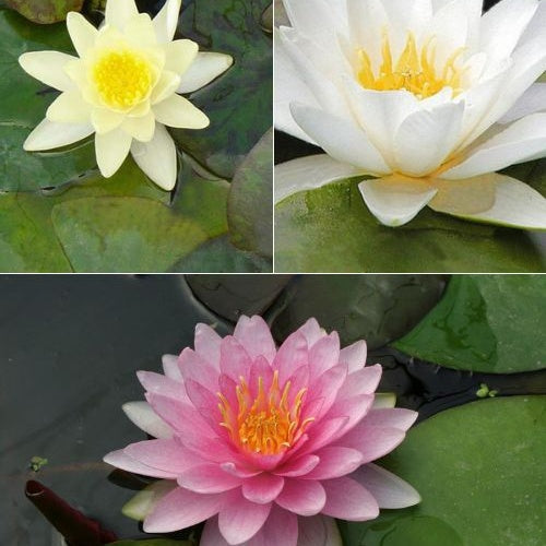 Seerose rosa-gelb-weiß (x3) - Nymphaea - Bakker