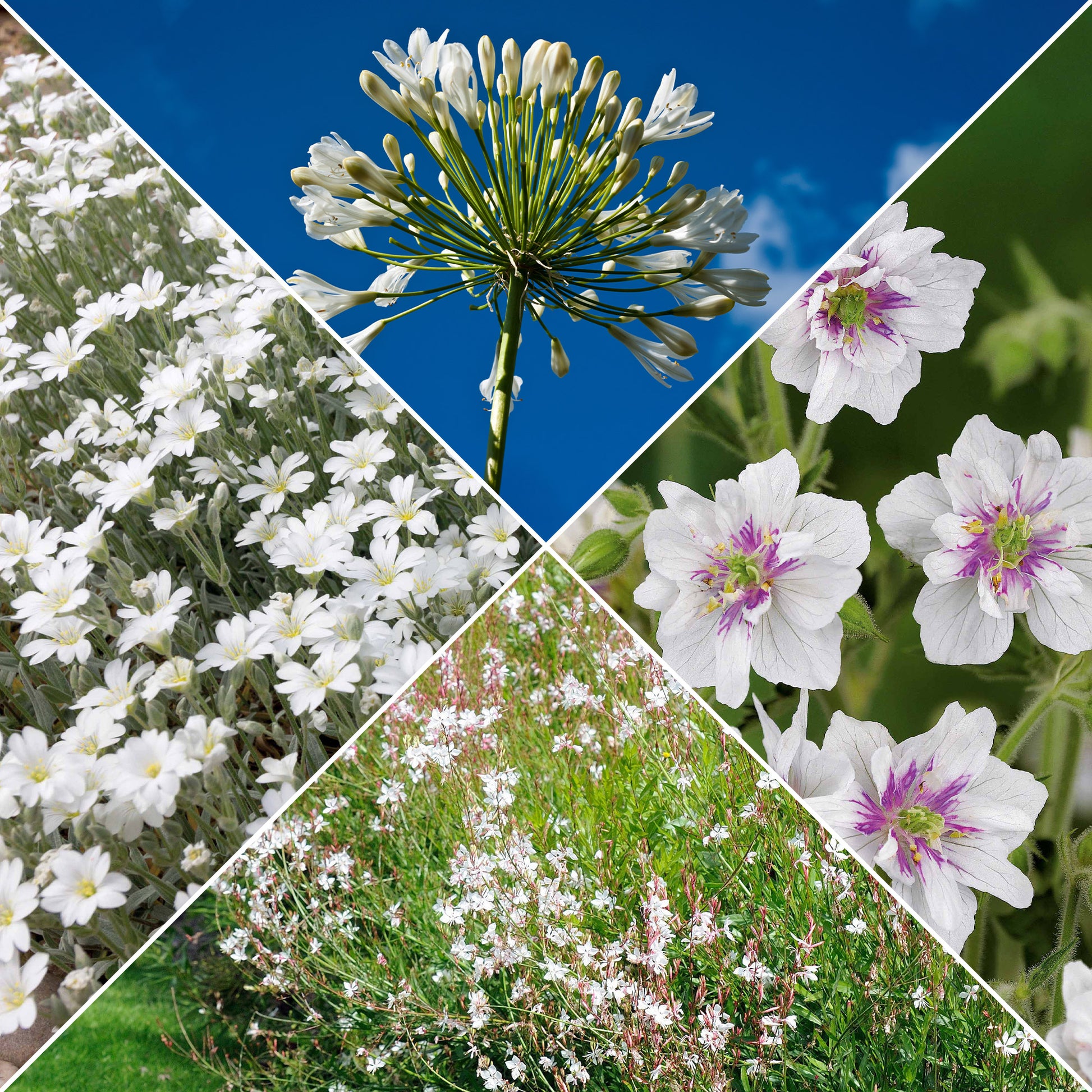 Stauden-Kollektion mit weißen Blüten (x9) - Bakker