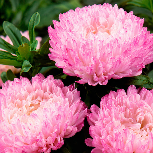 Sommeraster Garden Jewel rosa - Bakker