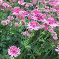Sterndolden Mischung ‘Rosea’ & ‘Purple Joyce’ (x6) - Bakker