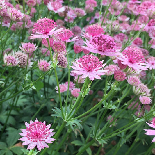 Sterndolden Mischung ‘Rosea’ & ‘Purple Joyce’ (x6) - Bakker