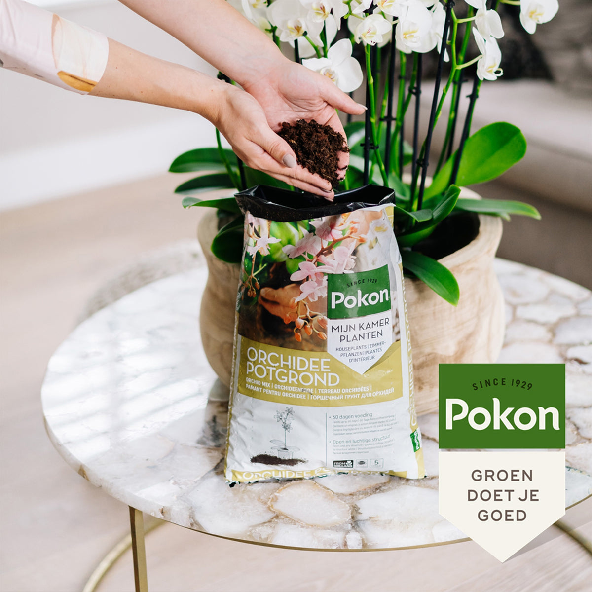 Pokon Orchideenerde - Bakker