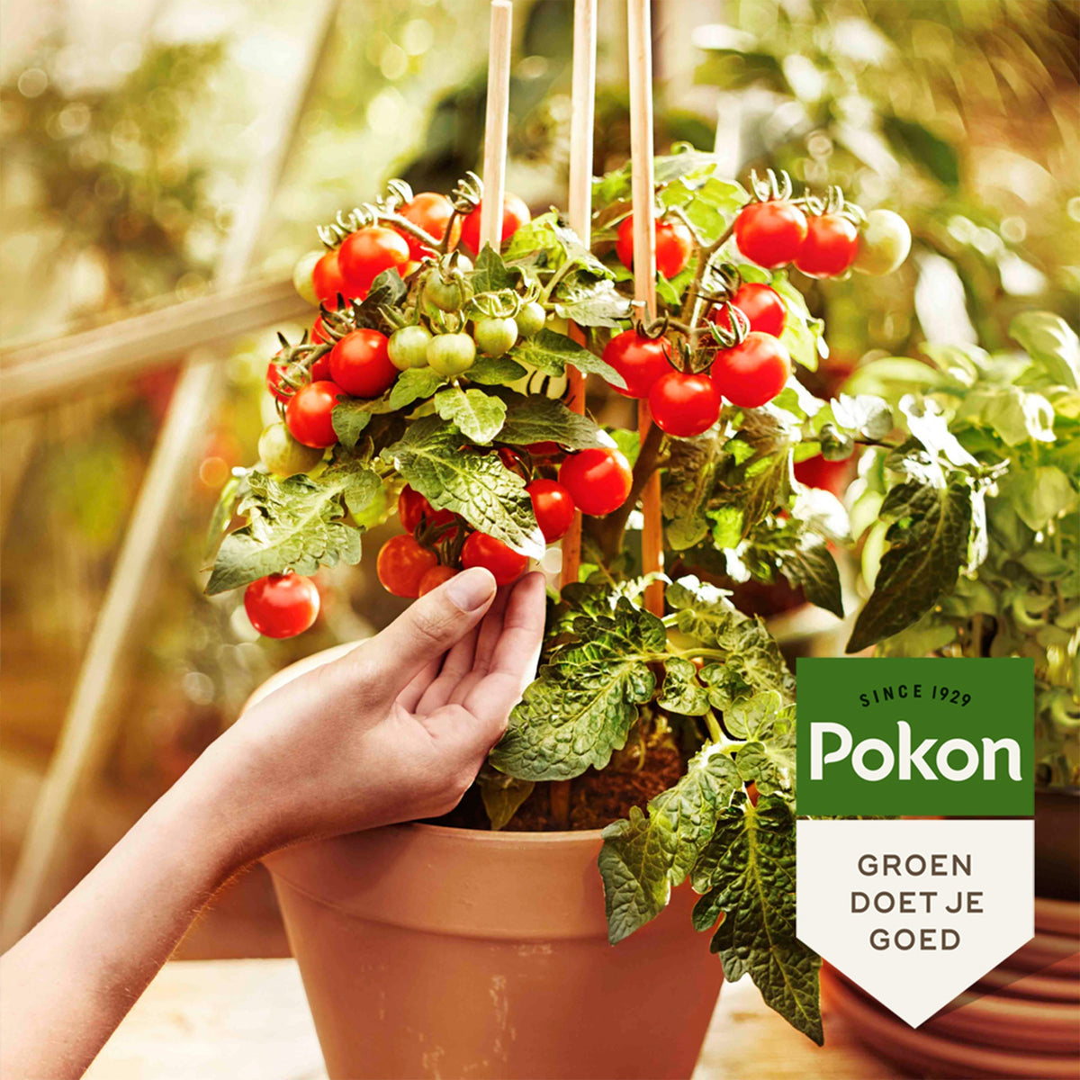  - Pokon Bio Gemüsegartenerde - Pflege und Material