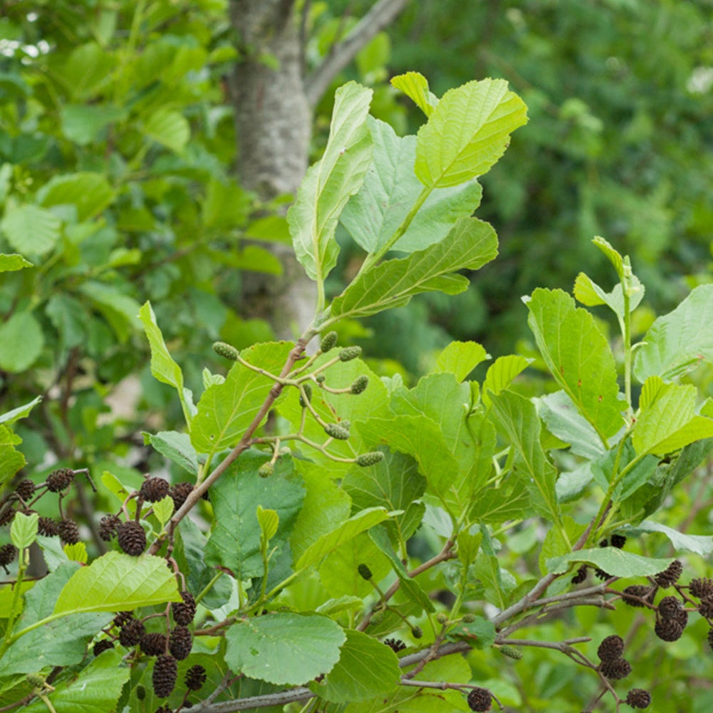 Alnus glutinosa - Schwarz-Erle - Erle