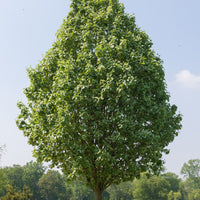 Grau-Erle - Alnus incana - Bakker