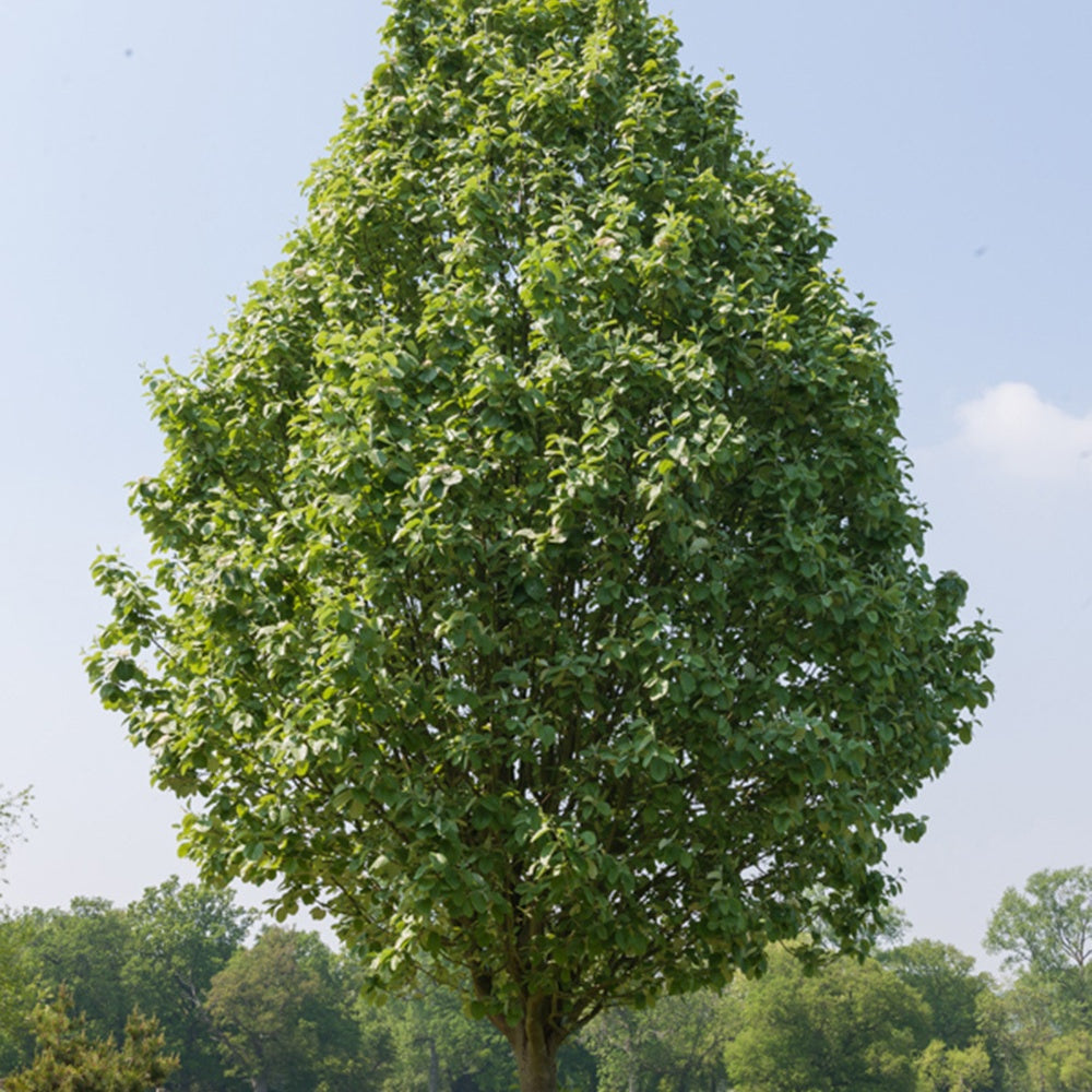 Grau-Erle - Alnus incana - Bakker