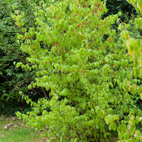 Kornelkirsche - Cornus mas - Bakker