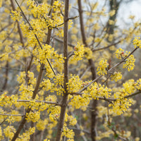 Cornus mas - Kornelkirsche - Sträucher